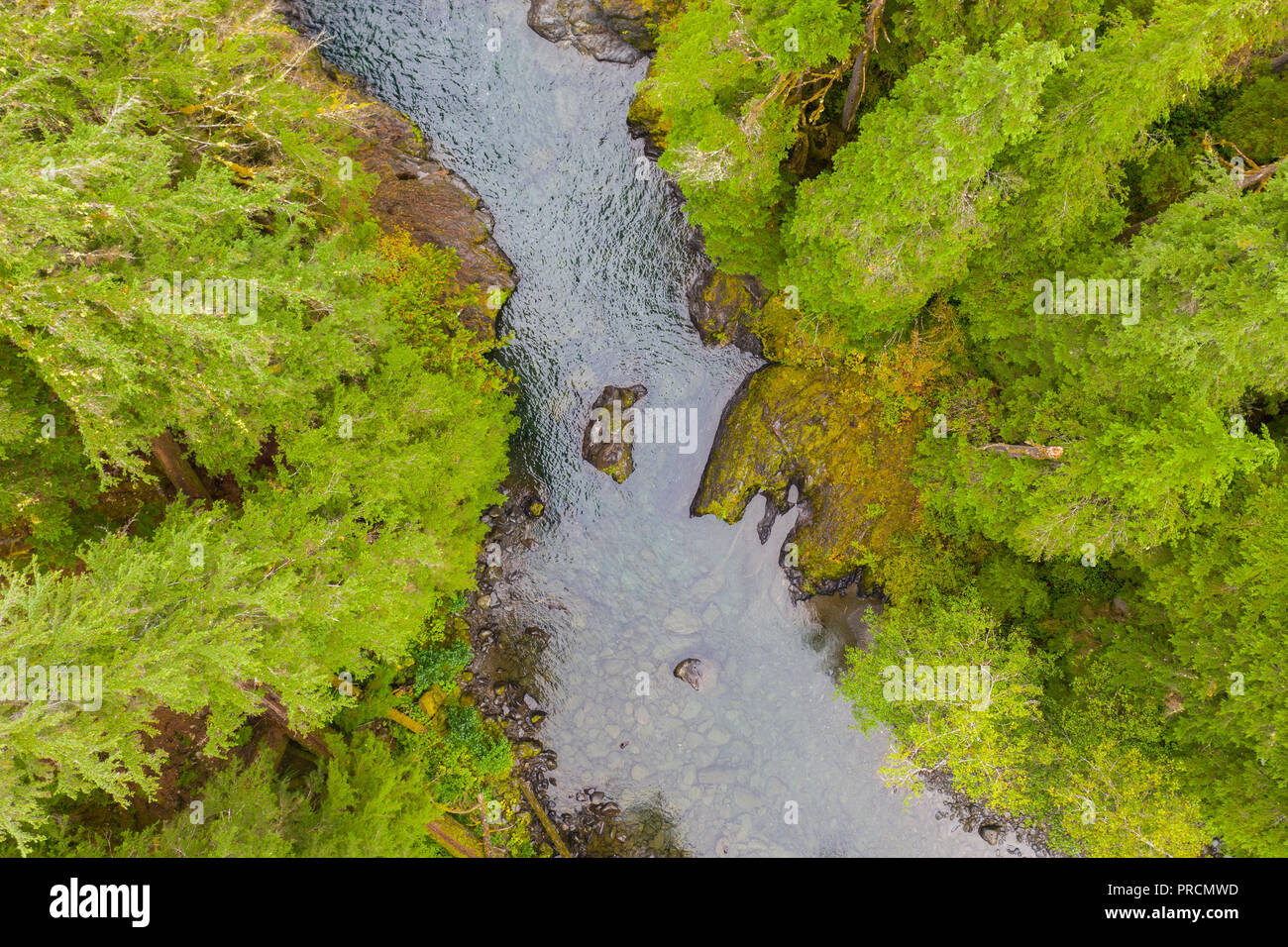 Aerial drone view of a wild river running through a forest Stock Photo ...