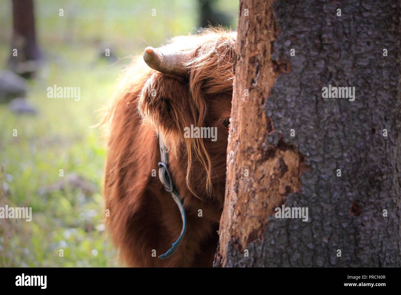 Young, timid and curious Highland bull peeks behind a tree. Stock Photo