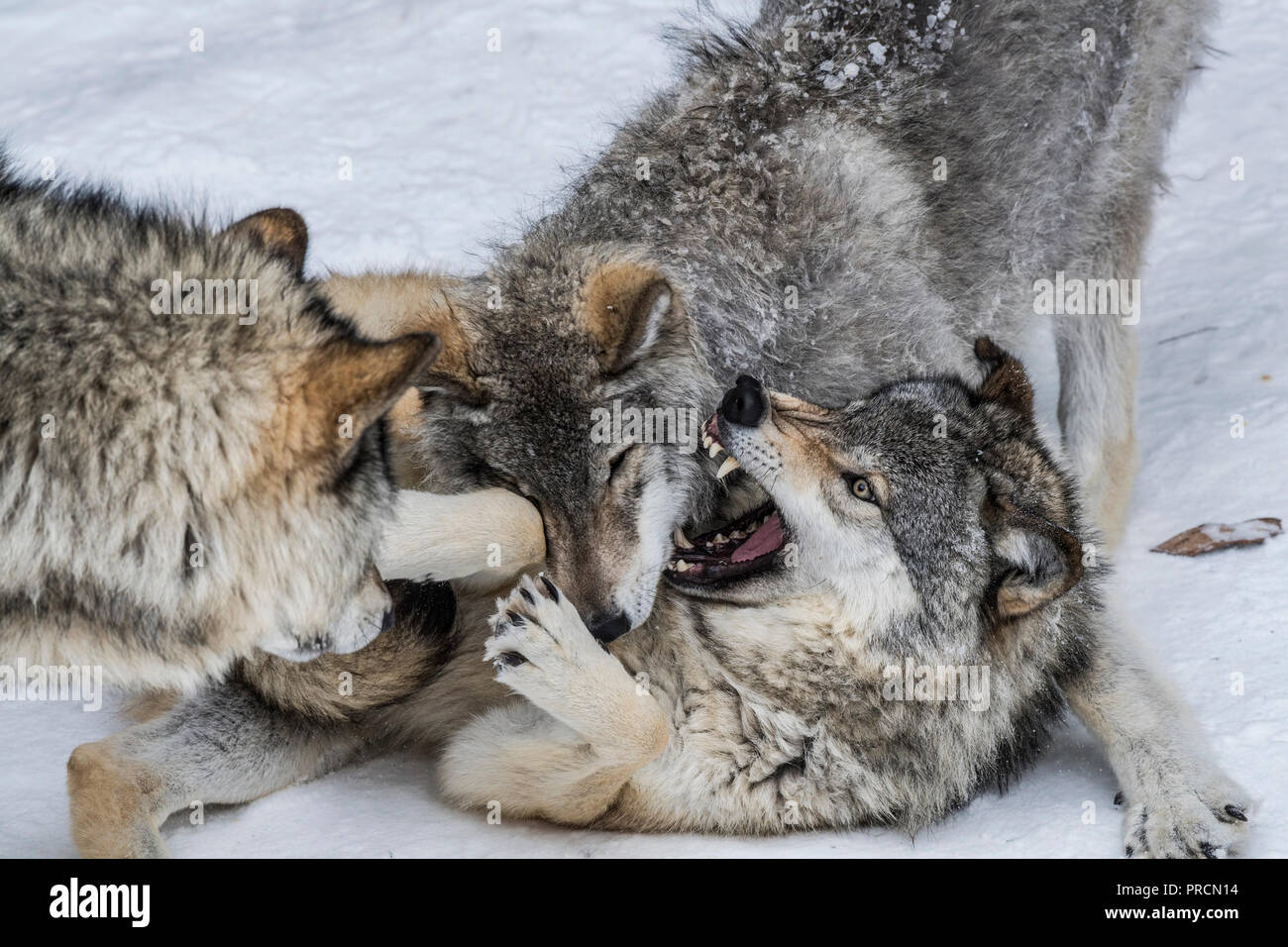 Three Gray Wolves Play Fighting Stock Photo