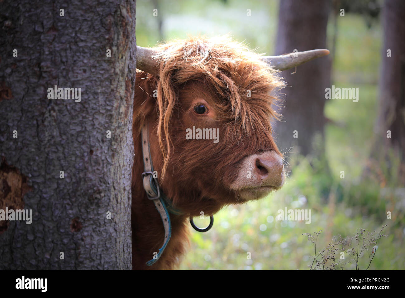 Young, timid and curious Highland bull peeks behind a tree. Stock Photo