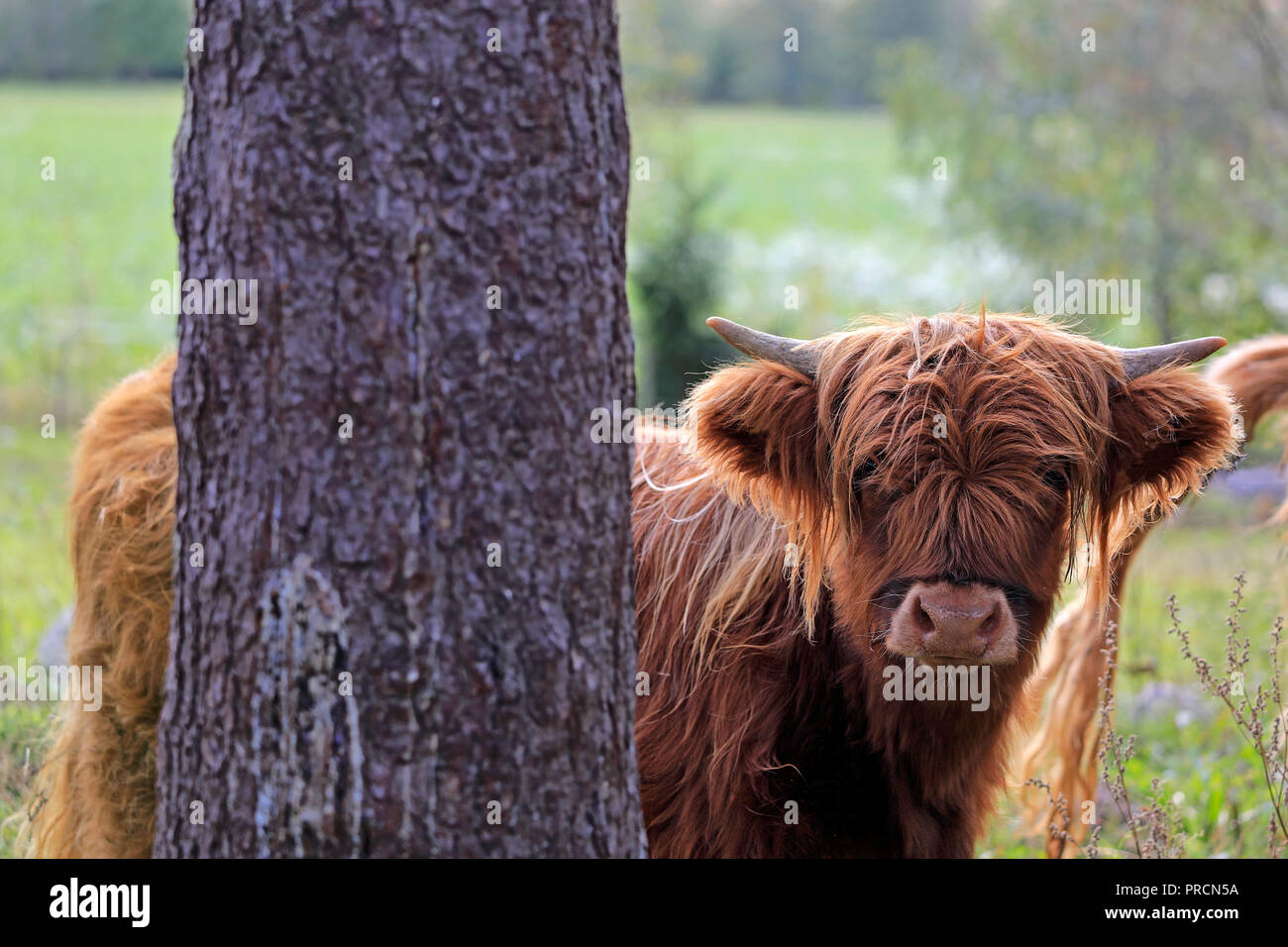 Young, timid and curious Highland bull looks behind a tree on a clear day of autumn. Selective focus. Stock Photo