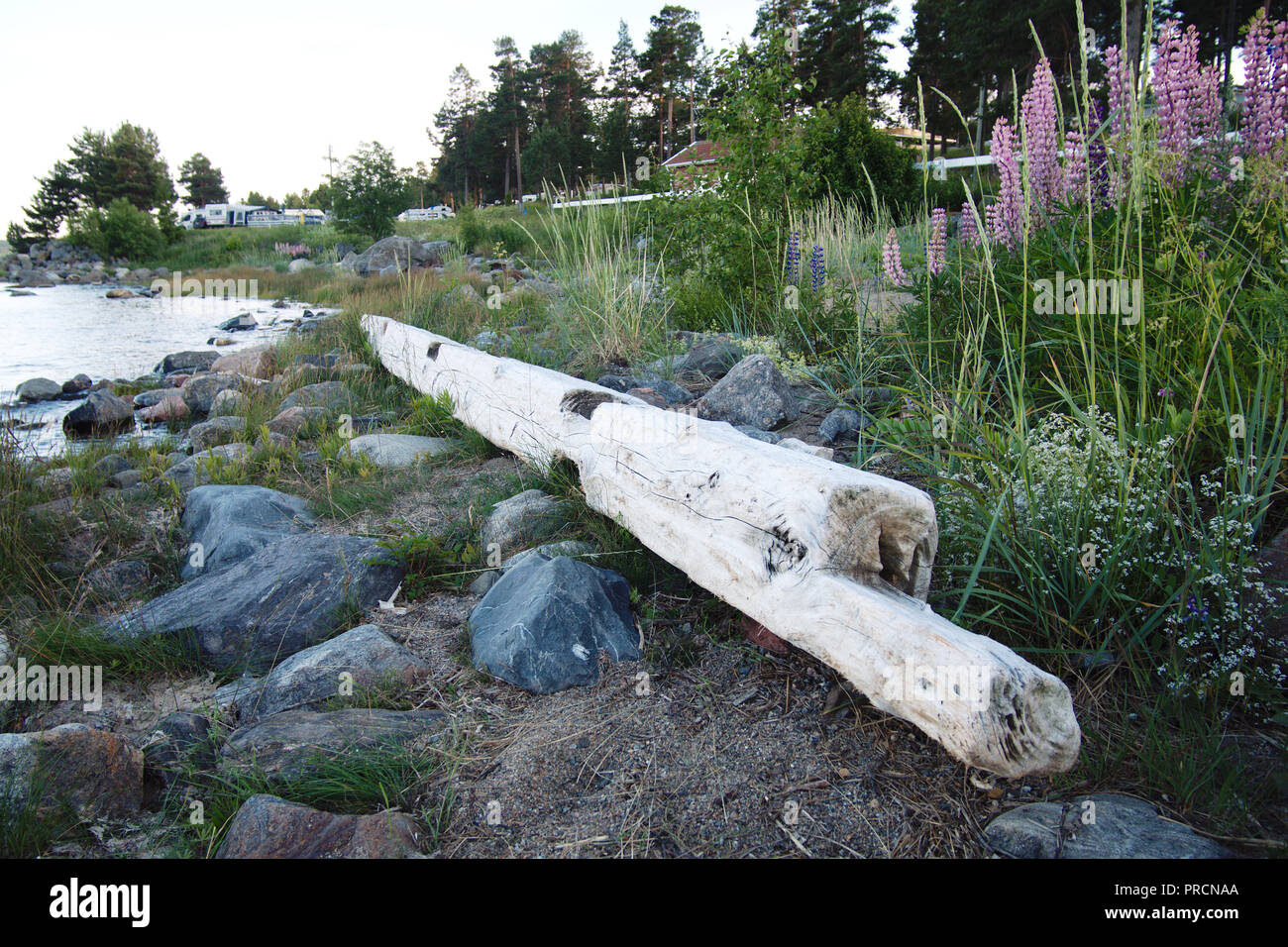 Driftwood washed up ashore on the beach in Bredsand, Sweden. Stock Photo