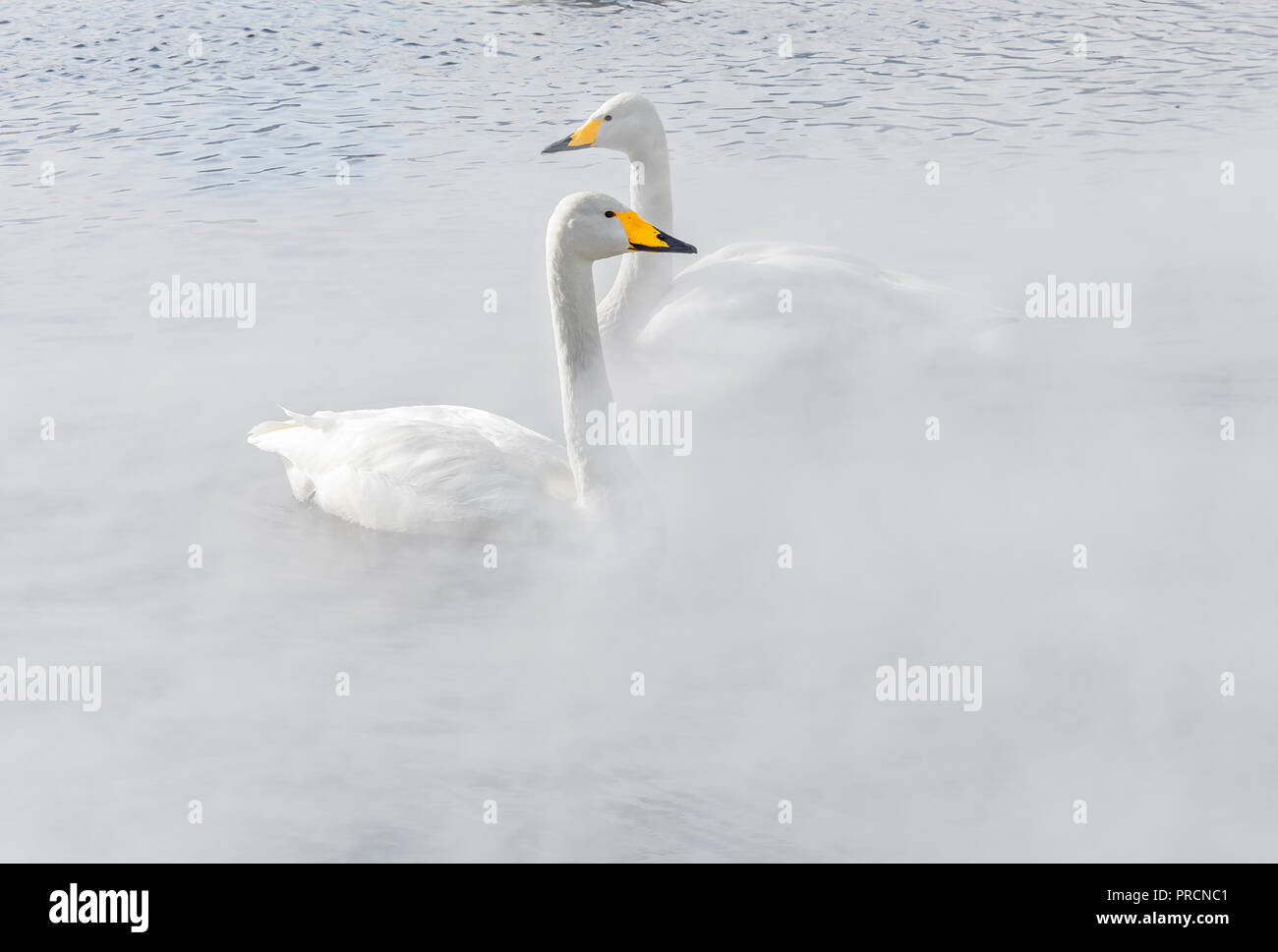 A couple of whooper swans in the hot springs. Stock Photo