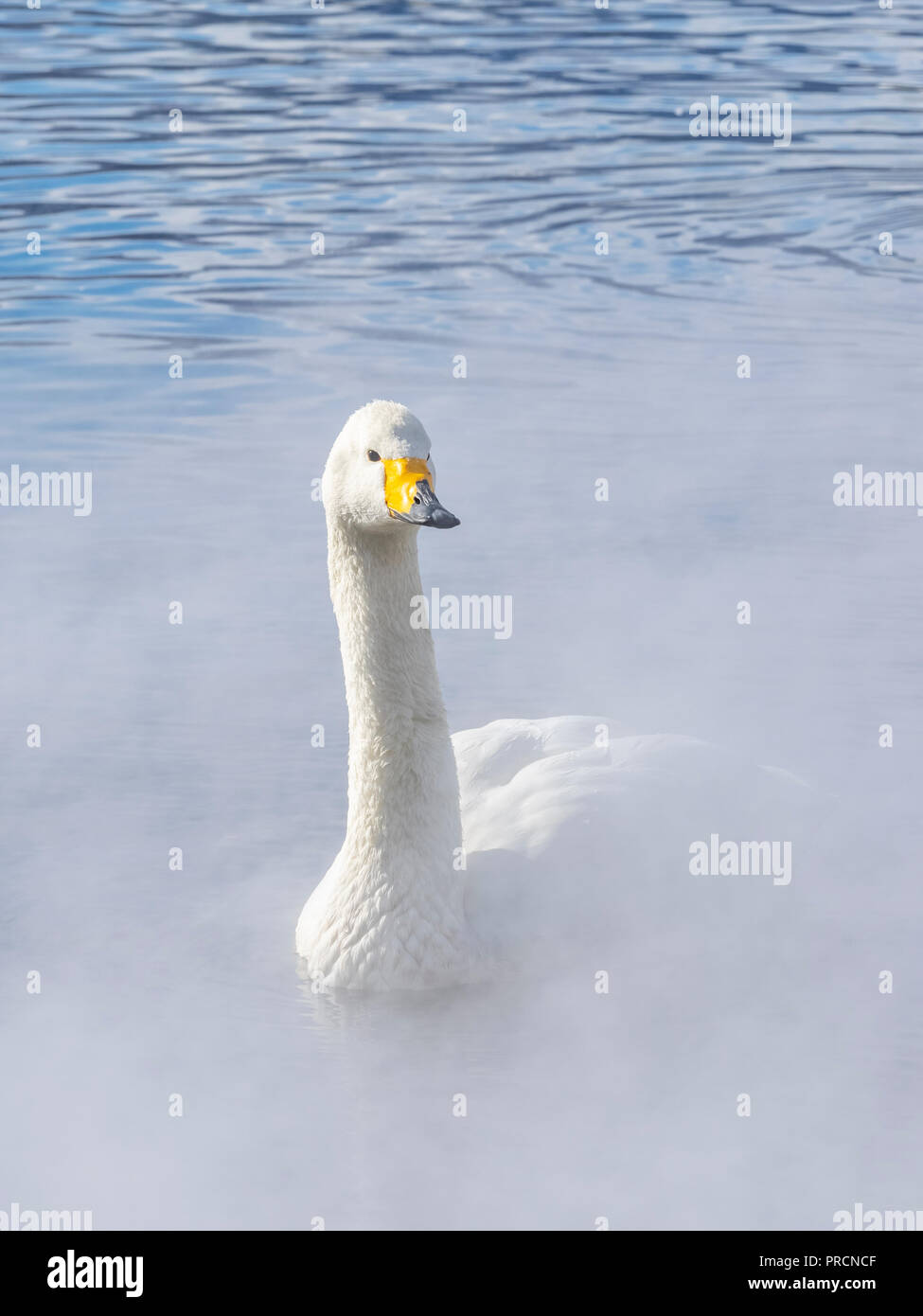 A whooper swan in the mist from the springs. Stock Photo