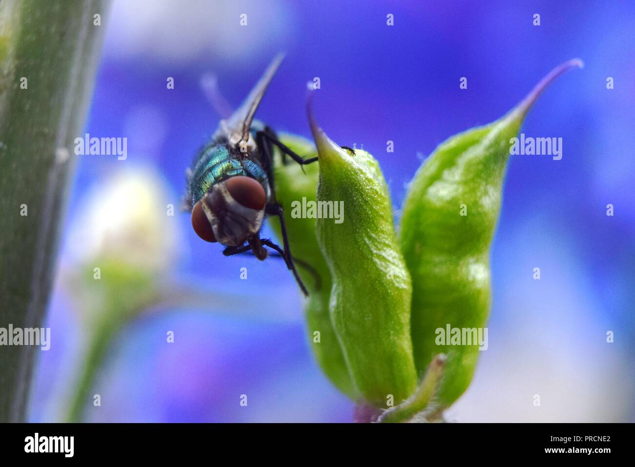 fly resting on a flower pod Stock Photo