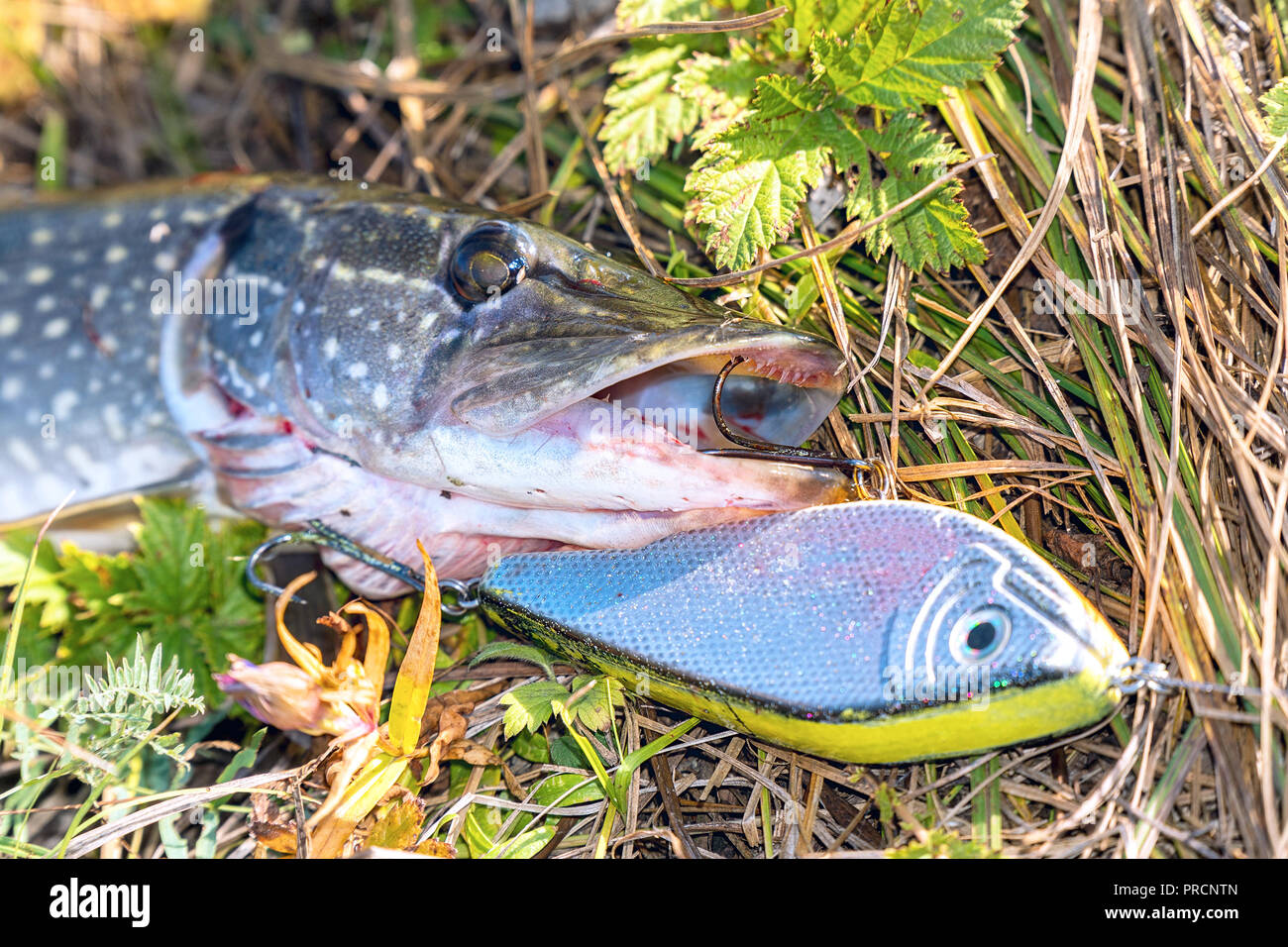 Pike on grass with bait in a mouth Stock Photo