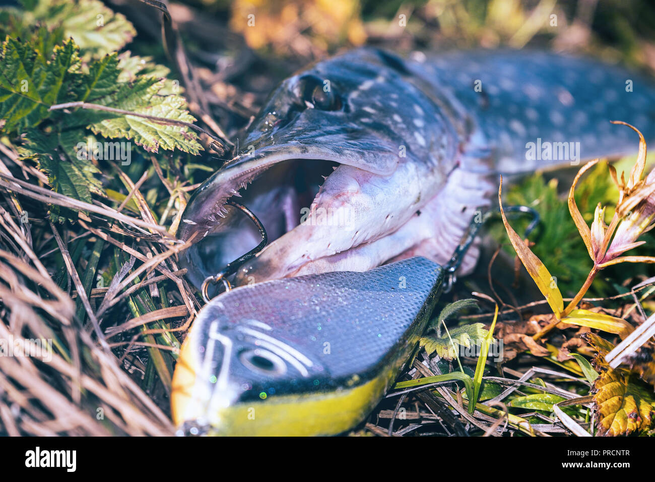 Pike on grass with bait in a mouth Stock Photo