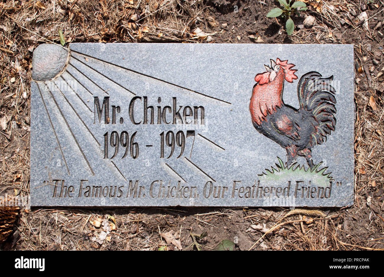 Grave of Mr. Chicken the Plastic-Legged Rooster in Jackson, Michigan Stock Photo