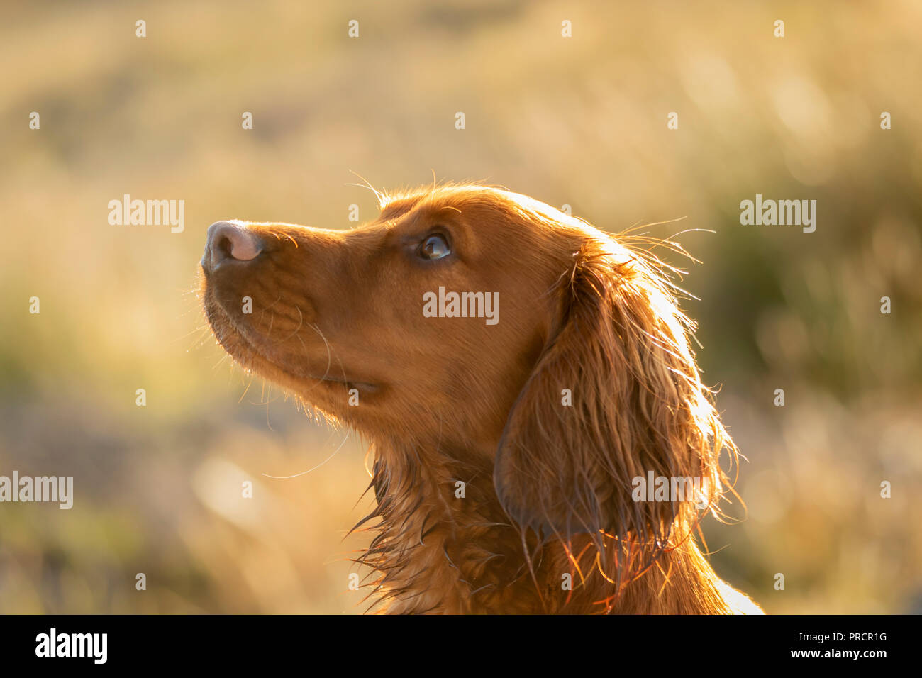 Light brown springer spaniel outside in the countryside, Scotland UK Stock Photo