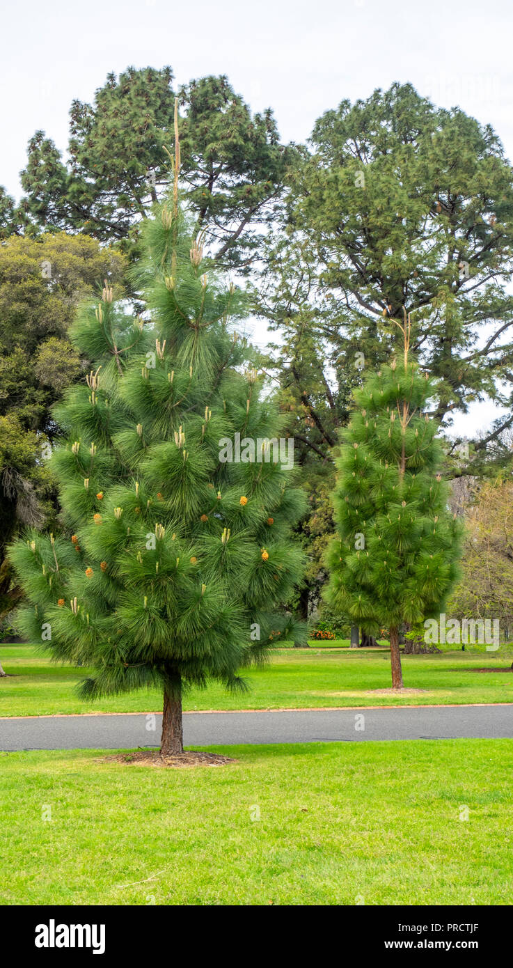 Australian Pine Tree Stock Photos & Australian Pine Tree Stock Images Alamy