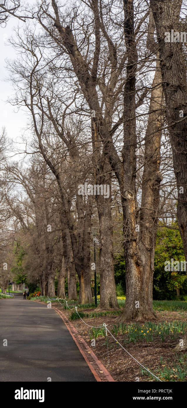Deciduous trees australia hires stock photography and images Alamy