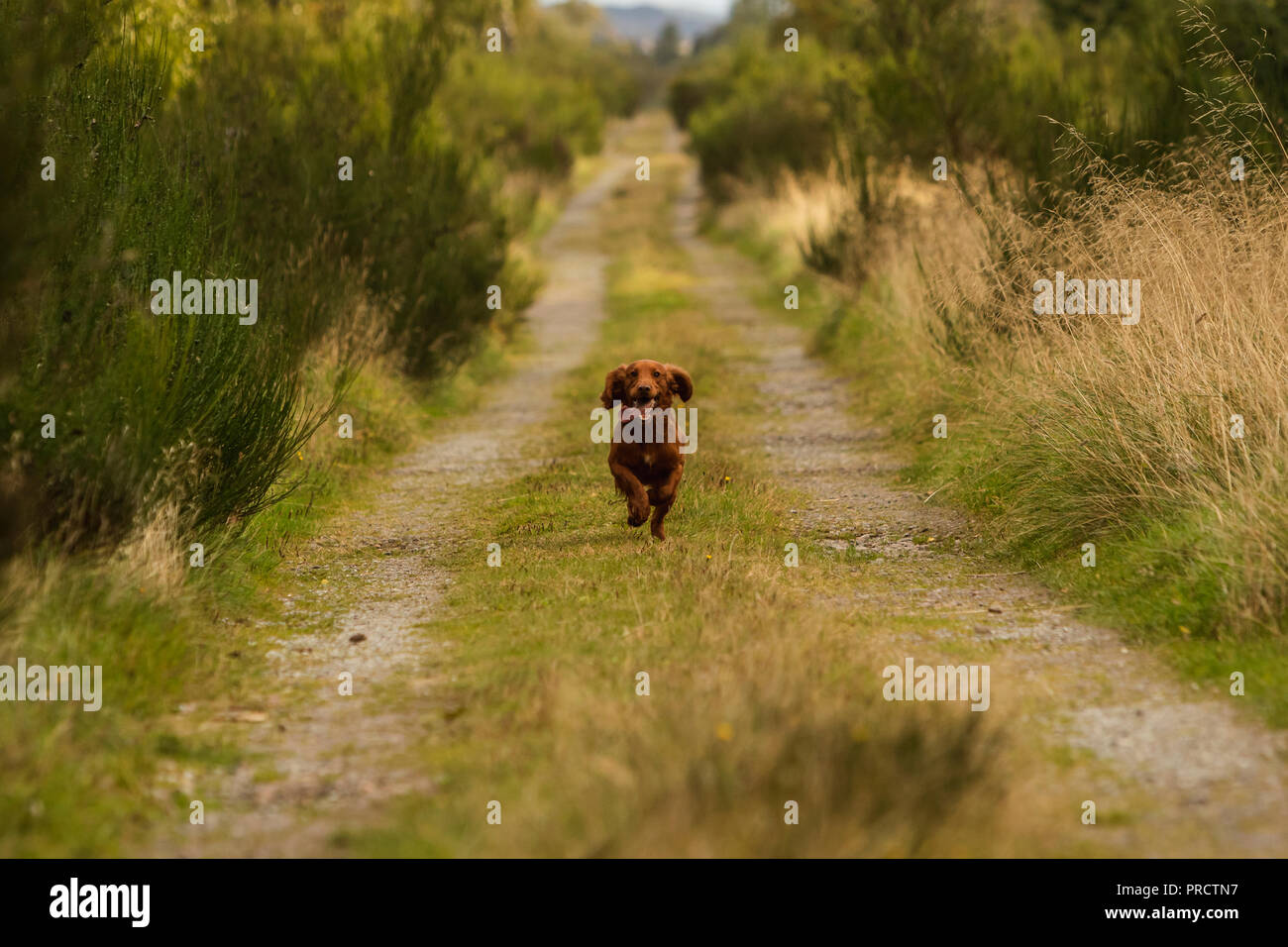 Light brown springer spaniel running outside in the countryside, Scotland UK Stock Photo