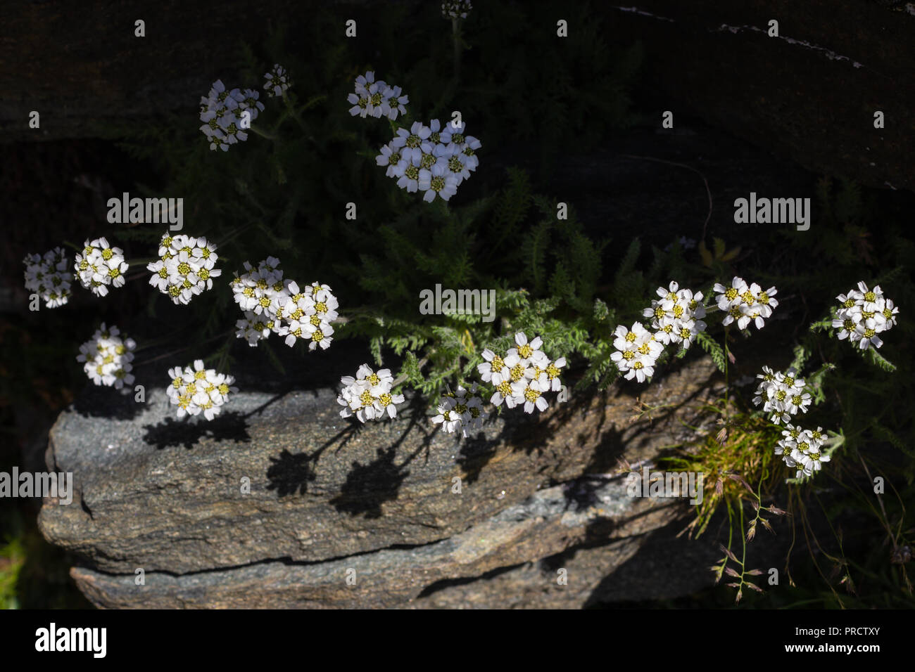 Alpine flower Achillea nana (Dwarf alpine yarrow) at 2600 m. of altitude. Stock Photo