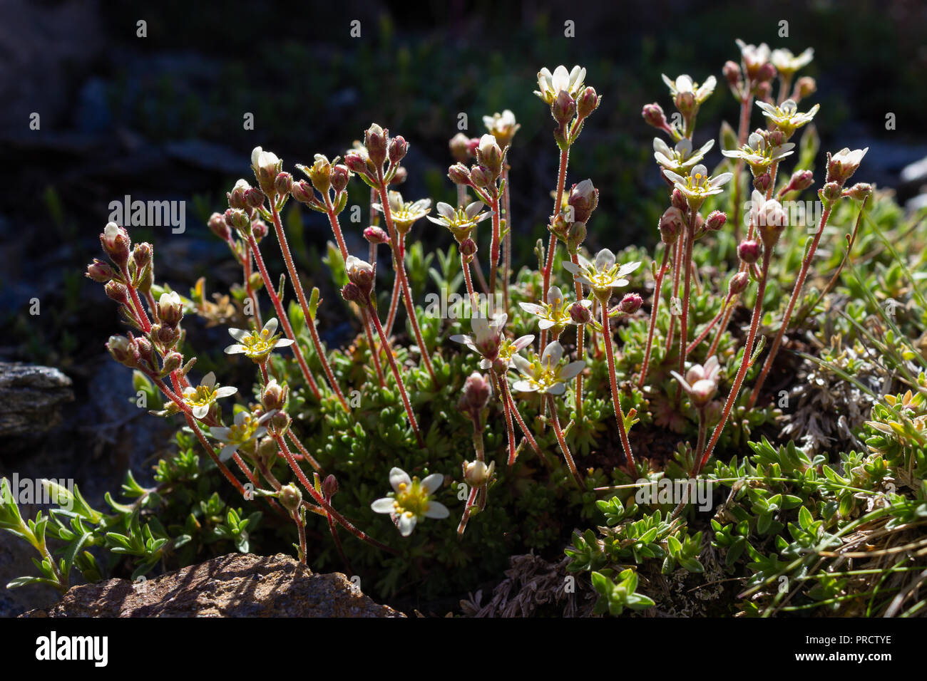 Alpine wild flower Saxifraga exarata (White Musky Saxifrage). Low perspective and backlit shot. Aosta valley, Italy Stock Photo