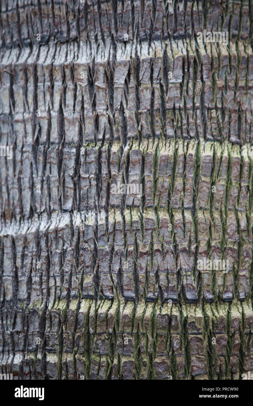 Macro shot of tree bark of a Weeping Cabbage Palm Stock Photo