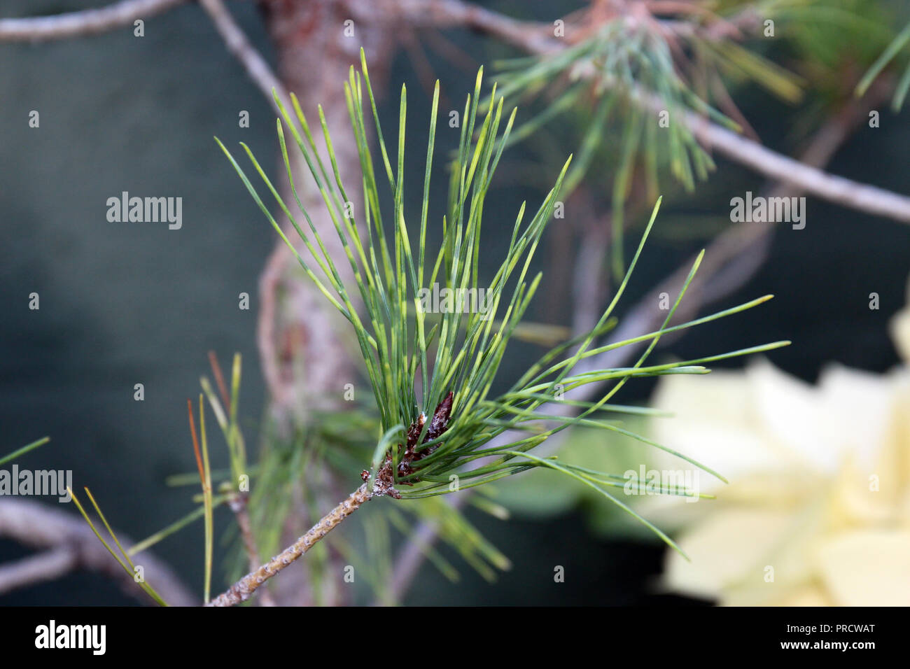 Macro shot of the end of a Nisbet's Gold Scotch Pine tree branch with multi-hued green pine needles Stock Photo