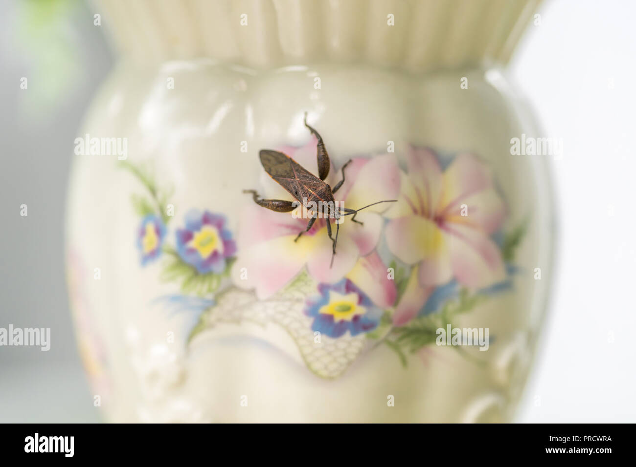Art bug, a bug on a beautiful floral vase. Stock Photo