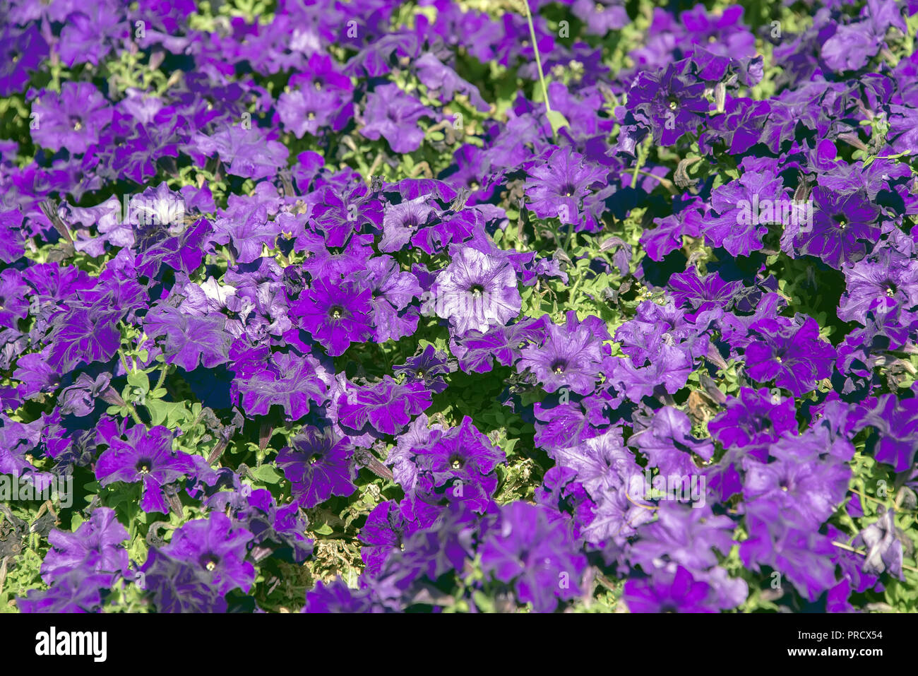 city flowers pituunii, background of flowers, autumn mood Stock Photo