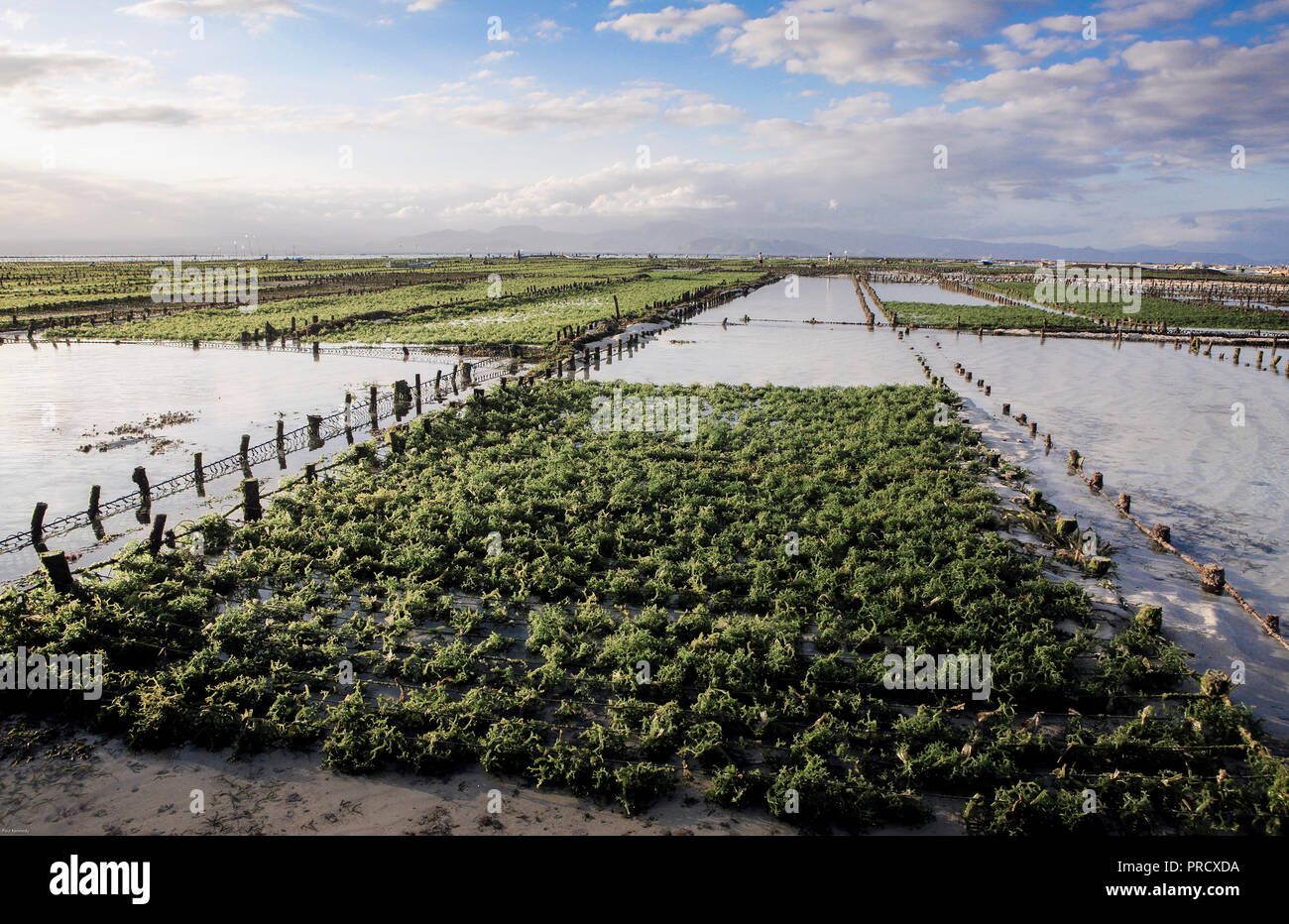 Seaweed farm plots exposed at low tide on Nusa Lembongan Island, Bali, Indonesia Stock Photo