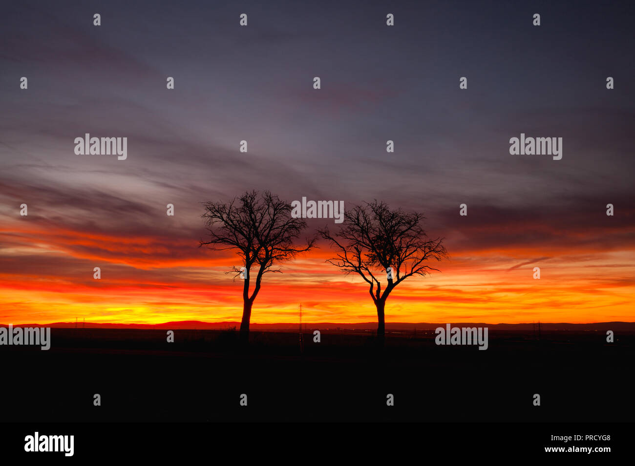 Silhouette of lonely trees in dramatic sunset, Central Bohemian Upland, Czech Republic Stock Photo