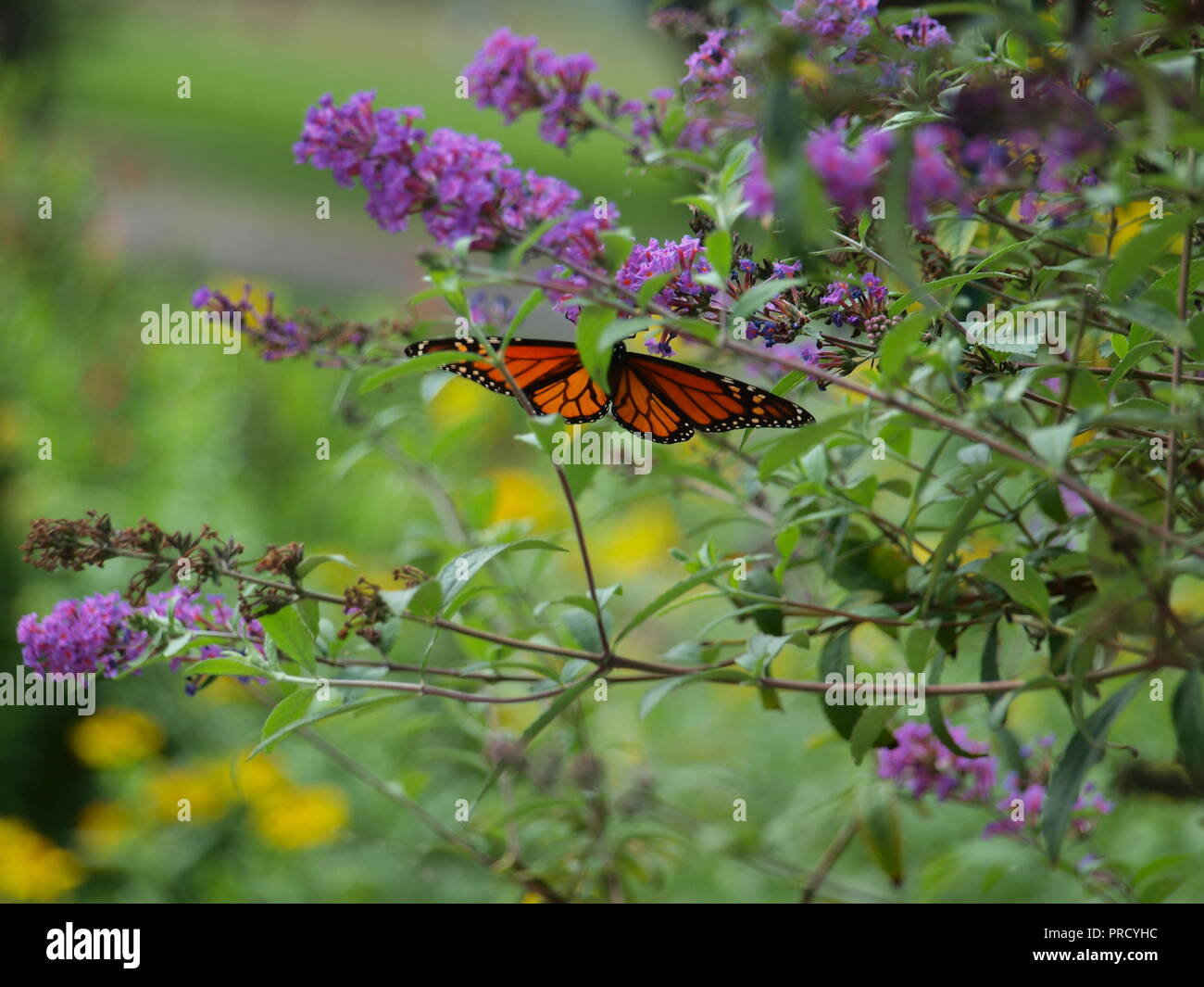Monarchs Arrive in North Texas and Nectar Abounds Upon Arrival Stock Photo