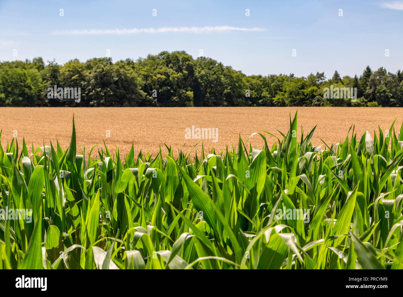 First Leaves Corn High Resolution Stock Photography and Images - Alamy