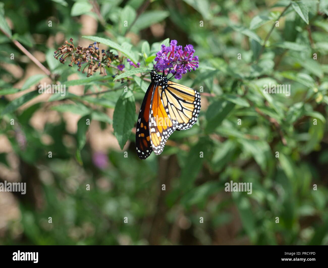 Monarchs Arrive in North Texas and Nectar Abounds Upon Arrival Stock Photo