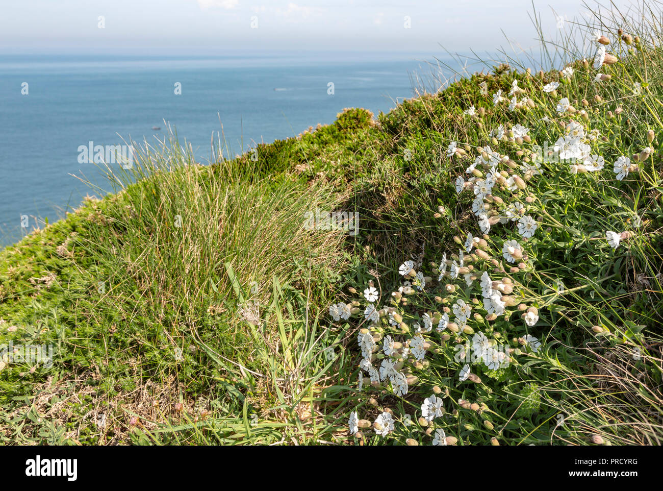Specific white wild flowers (Saxifraga hypnoides) on the coastline in Brittany in North of France. Stock Photo