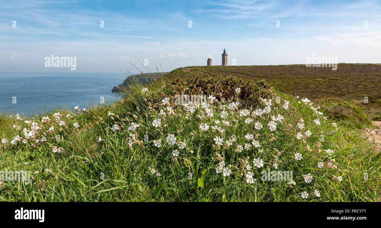 Specific white wild flowers (Saxifraga hypnoides) on the coastline in Brittany in North of France, close to Cap Frehel on Armor Coast. Stock Photo