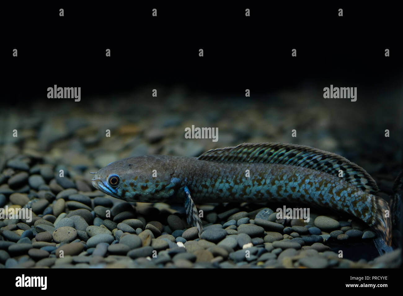 Channa asiatica in the aquarium Stock Photo