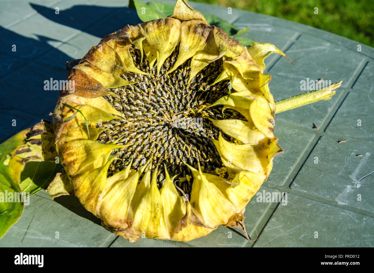 Sunflower Seed Head High Resolution Stock Photography and Images Alamy
