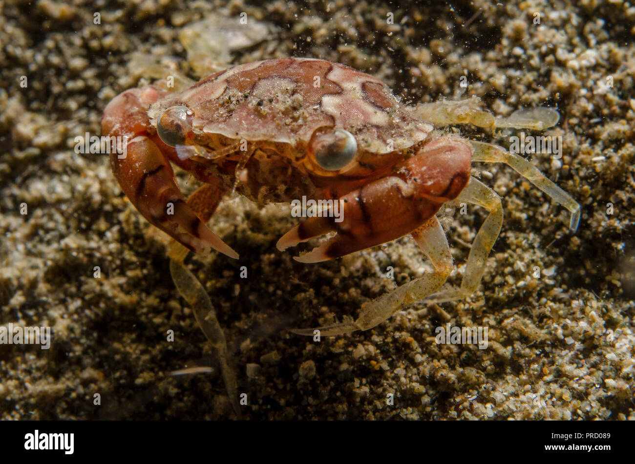 Swimming Crab, Carupa sp., Portunidae, Anilao, Batangas, Philippines, Philippine Sea, Pacific Ocean, Asia Stock Photo