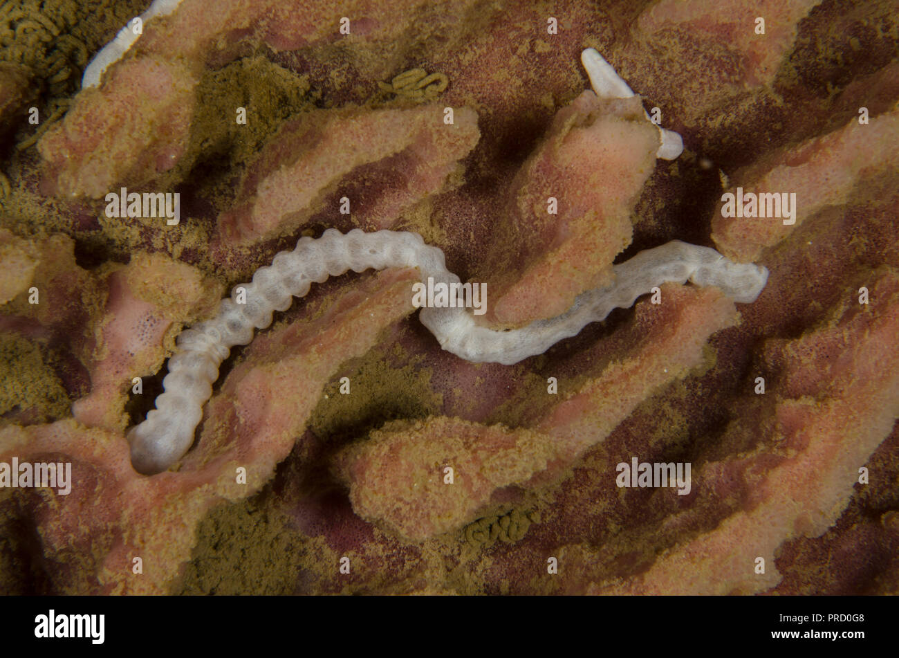 Worm sea cucumber, Synaptula lamperti, Synaptidae,Anilao,Batangas, Philipphines, Philippine Sea, Pacific Ocean, Asia Stock Photo