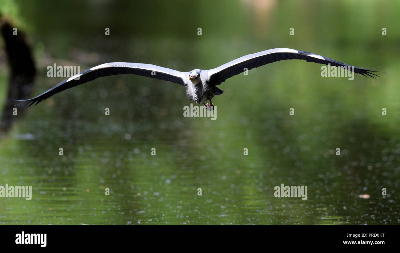 A gray heron in a frontal flight (Germany). Ein Graureiher im frontalen Anflug (Deutschland). Stock Photo