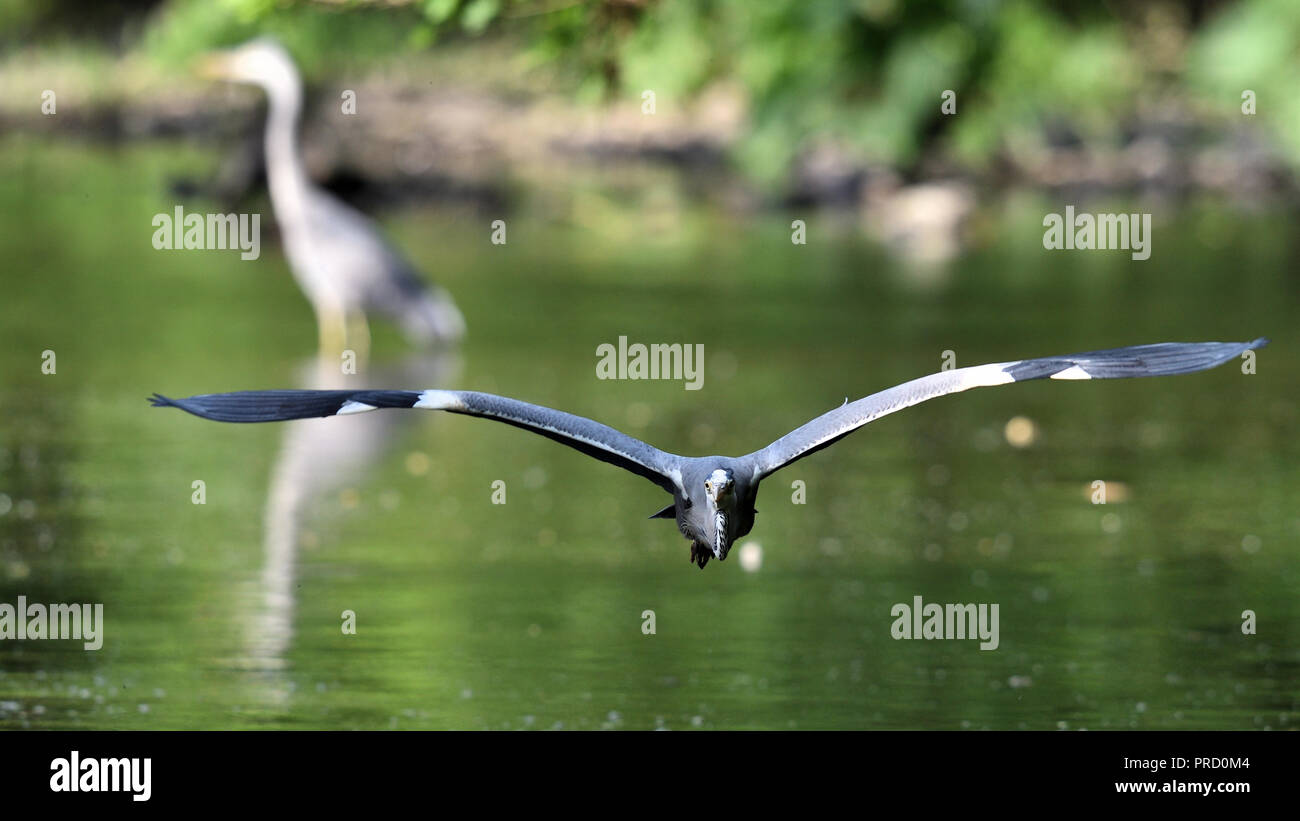 A gray heron in a frontal flight (Germany). Ein Graureiher im frontalen Anflug (Deutschland). Stock Photo
