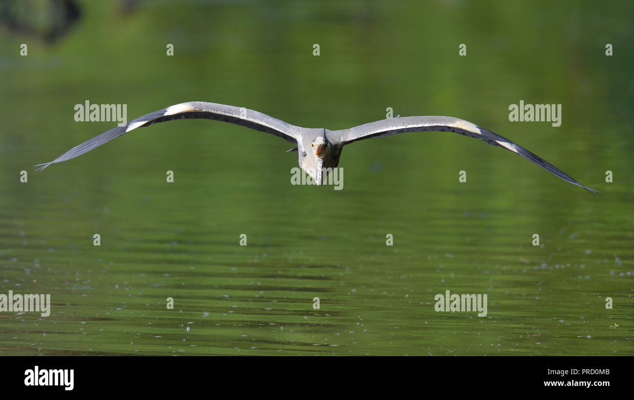 A gray heron in a frontal flight (Germany). Ein Graureiher im frontalen Anflug (Deutschland). Stock Photo