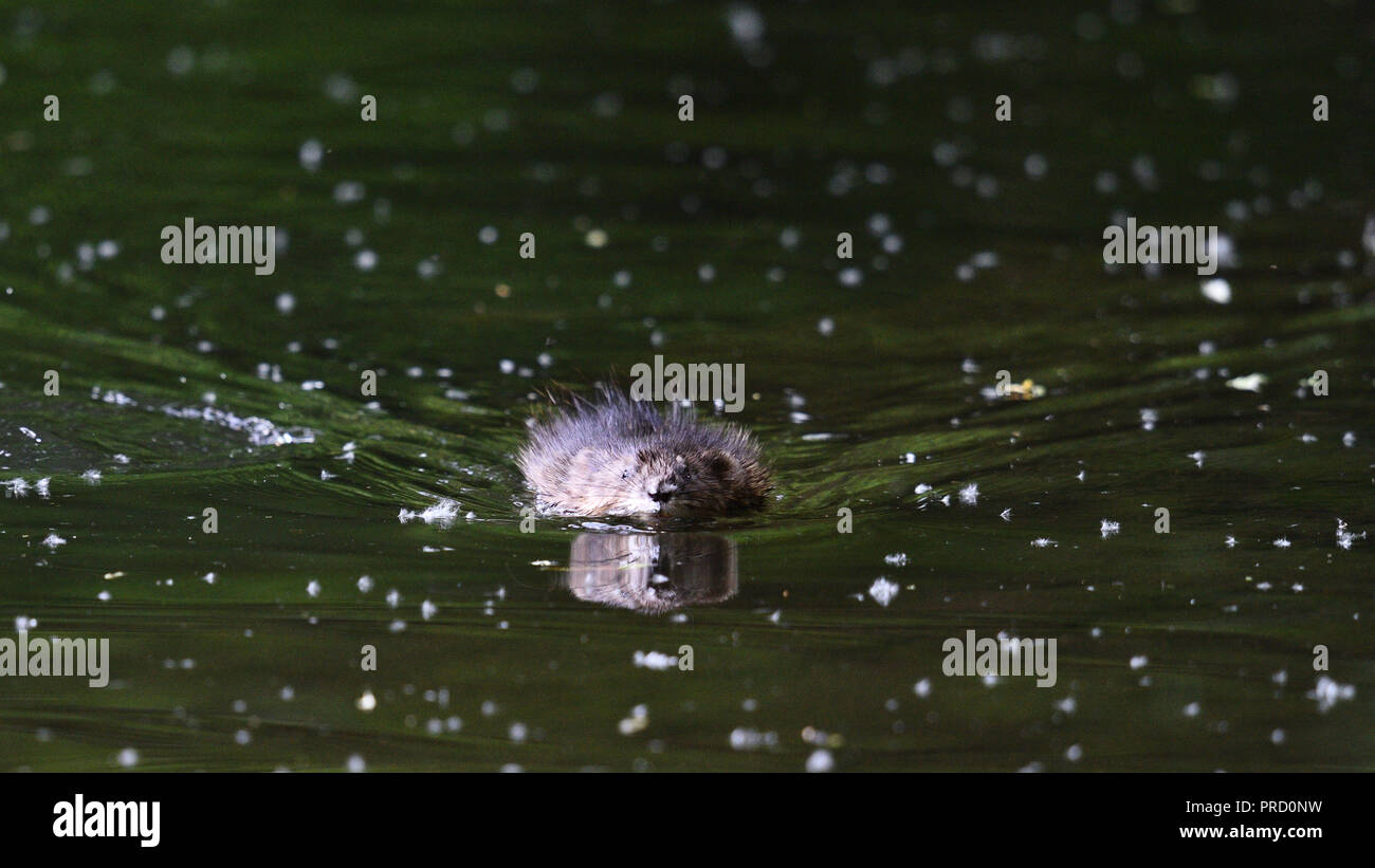 A muskrat swims head-on towards the camera (Germany). Ein Bisam schwimmt frontal auf die Kamera zu (Deutschland). Stock Photo