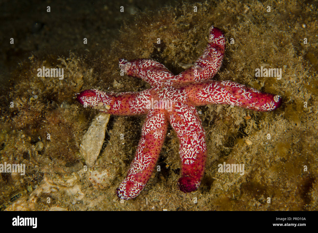 Multipore Sea Star, Linckia multifora, Ophidiasteridae, Anilao,Batangas, Philipphines, Philippine Sea, Pacific Ocean, Asia Stock Photo