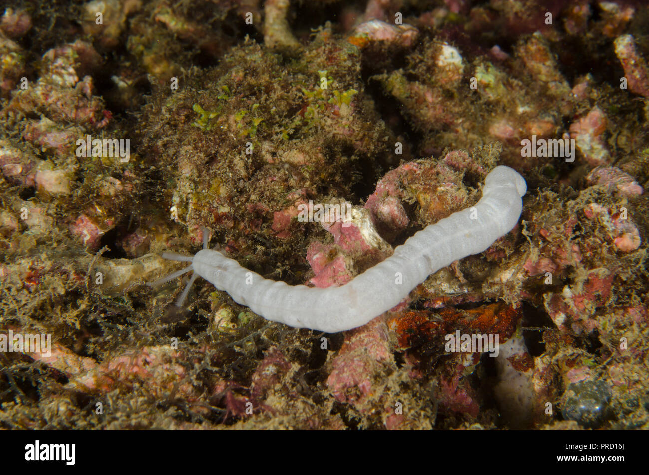 Worm sea cucumber, Synaptula lamperti, Synaptidae, Anilao,Batangas, Philipphines, Philippine Sea, Pacific Ocean, Asia Stock Photo