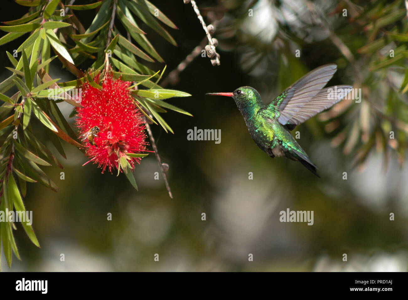 Glittering-bellied emerald (Chlorostilbon lucidus) hummingbird in flight feeds nectar from a weeping bottlebrush (Melaleuca viminalis) flower Stock Photo