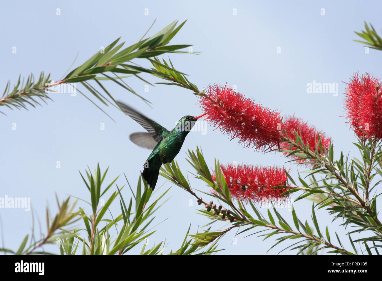 Glittering-bellied emerald (Chlorostilbon lucidus) hummingbird in flight feeds nectar from a weeping bottlebrush (Melaleuca viminalis) flower Stock Photo