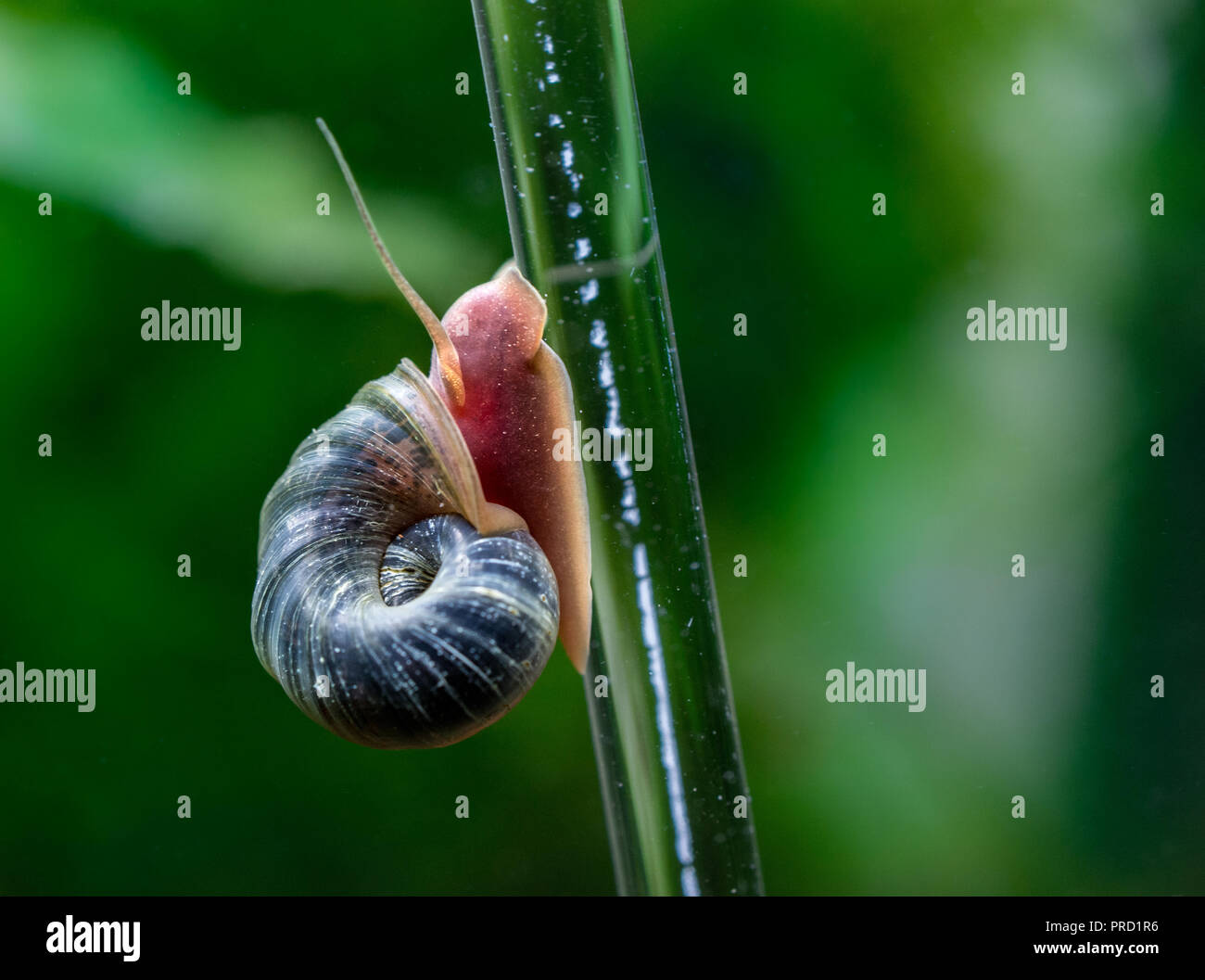 Ramshorn snail closeup Stock Photo