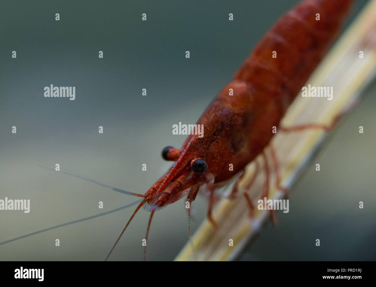 Neocardinia freshwater shrimp closeup Stock Photo
