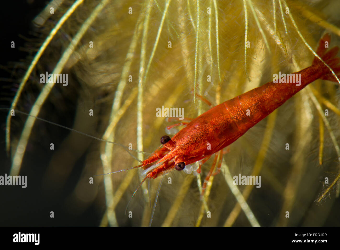 Red cherry shrimp on Limnobium laevigatum water lettuce roots in freshwater aquarium. Stock Photo