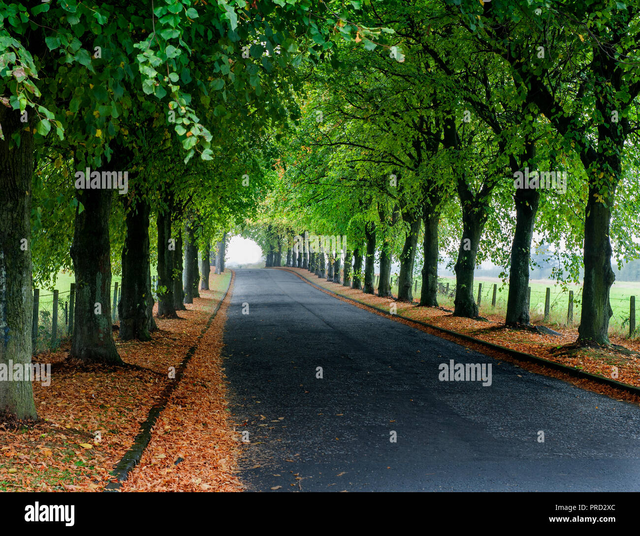 A road lined with trees with leaves on the ground. Stock Photo