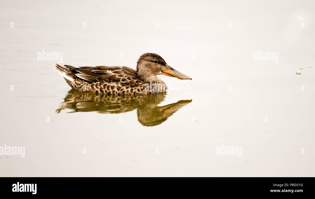 Northern Shoveler (Anas clypeata), juvenile. A medium large duck with short neck but strikingly long and broad bill. Swims here in the open water in t Stock Photo