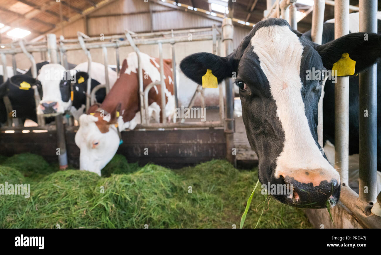 spotted black holstein cows feed from green grass inside barn on dutch