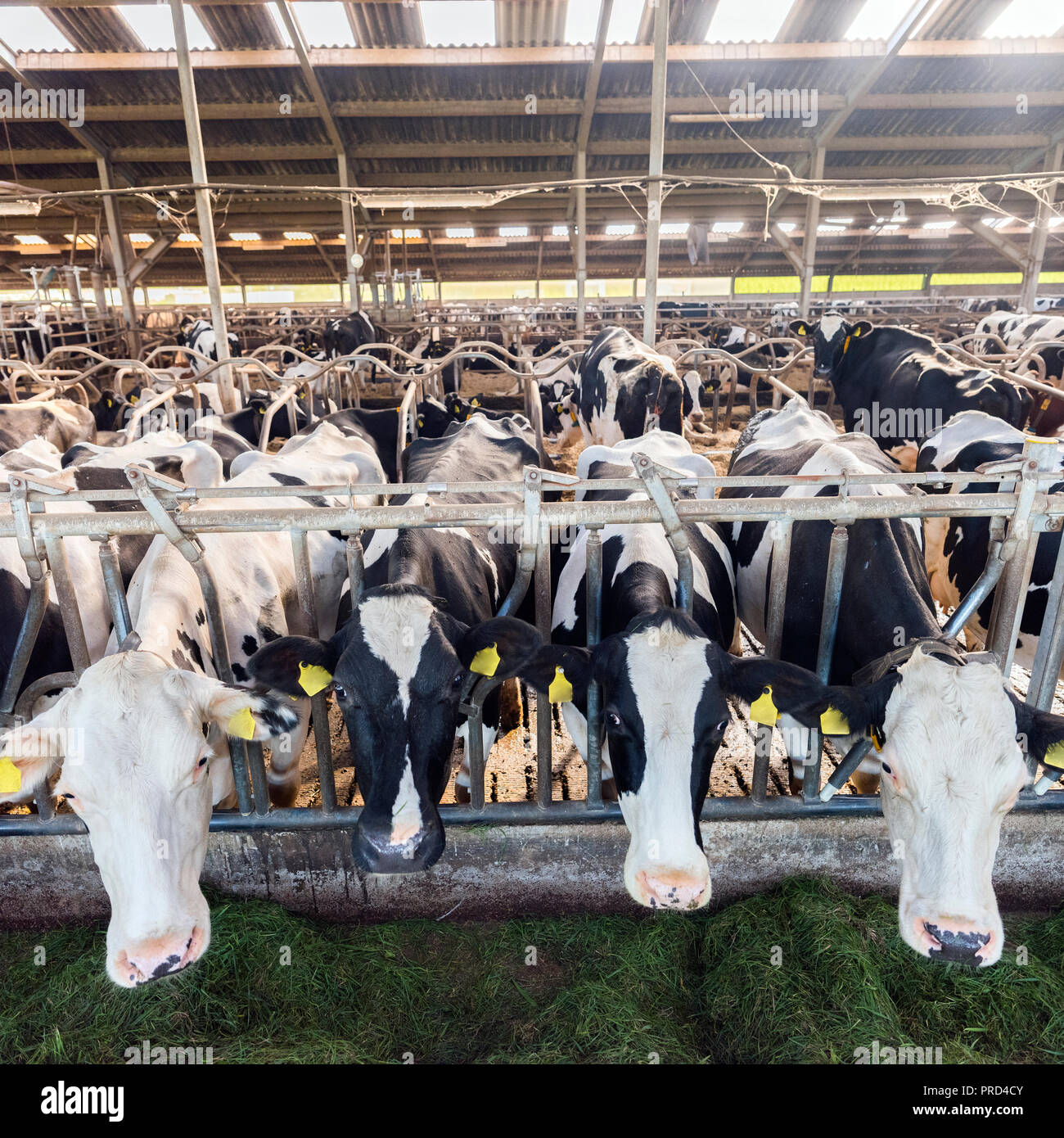 spotted black holstein cows feed from green grass inside barn on dutch