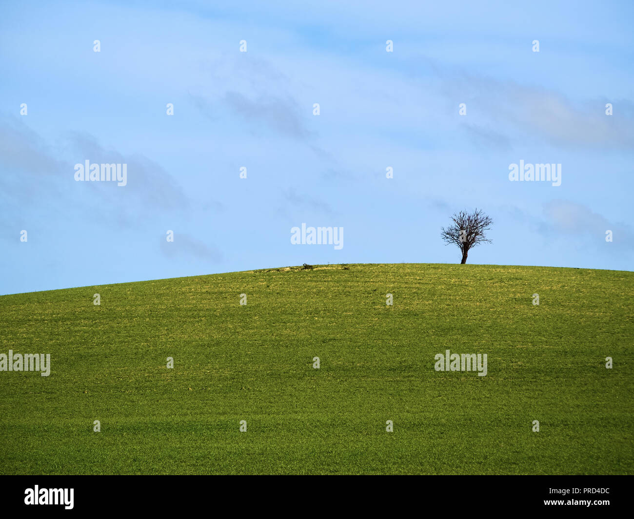 A lonely tree in a beautiful green field during a sunny spring day ...