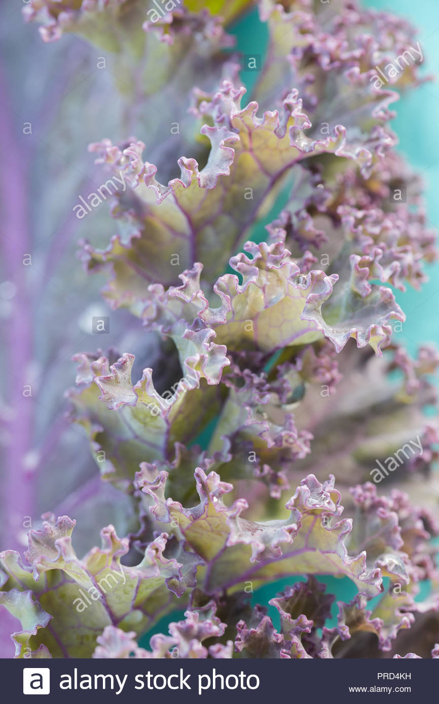 Purple Kale Stock Photos & Purple Kale Stock Images Alamy